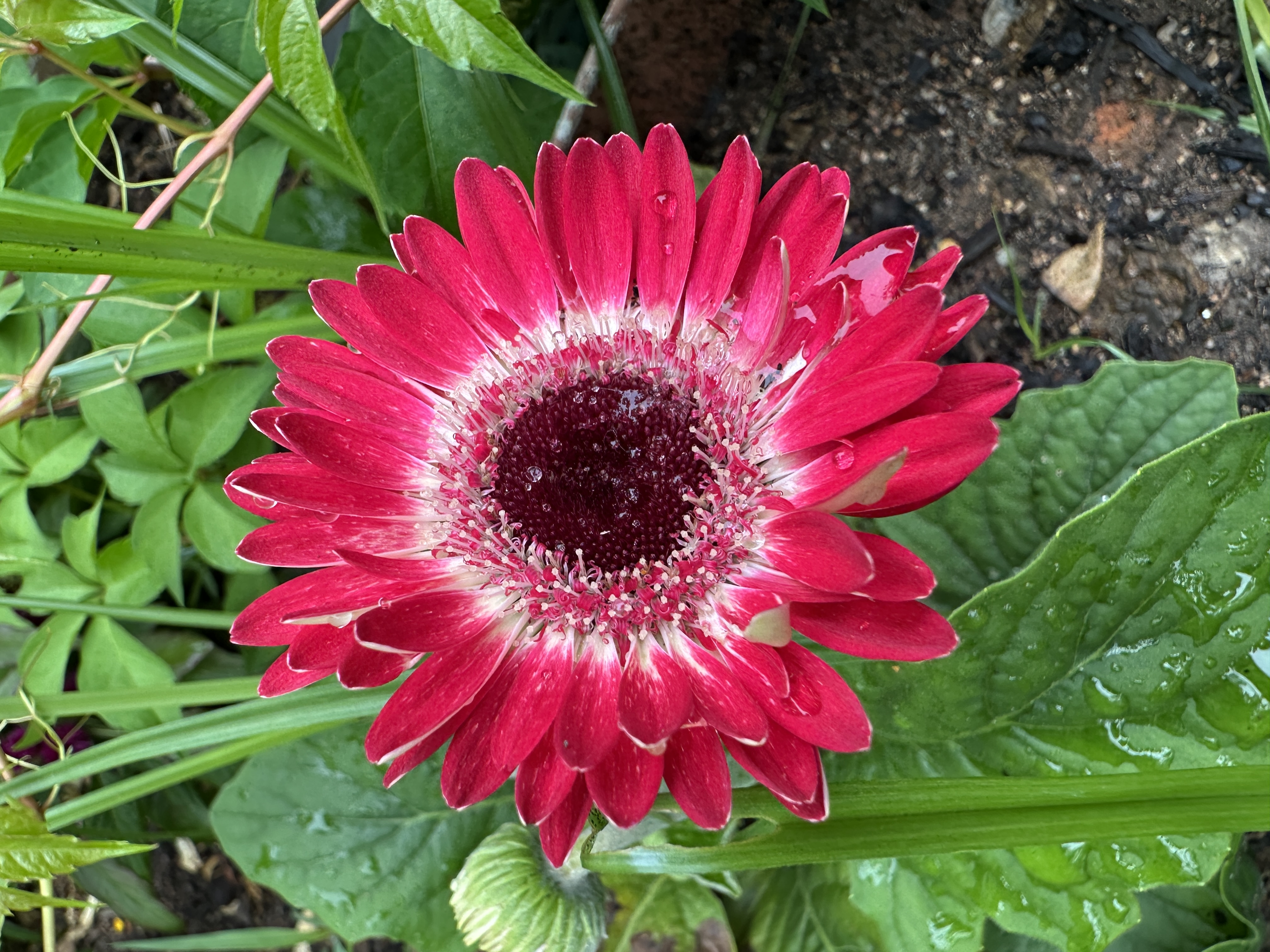 Rainbow Garden